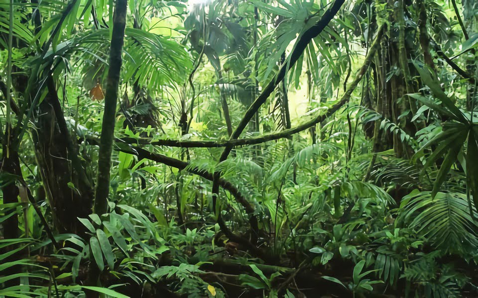 Consultoría ambiental